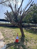 榕樹 1 棵之危樹勿近告示.jpg