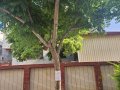 1150331校網公告樹木移除(南棟後方)-2.jpg
